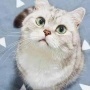 呆呆兽