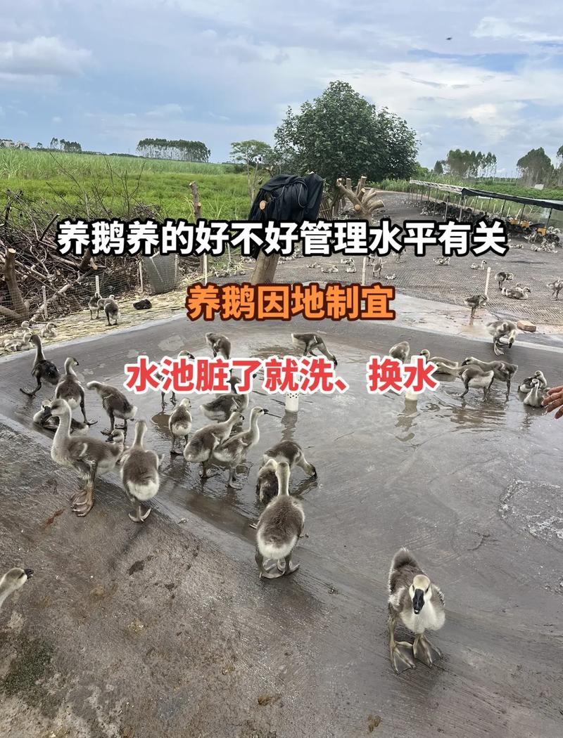 鹅鸭杀新手入门必看!3个最易踩的坑附避坑教程-3 鹅鸭杀新手入门必看!3个最易踩的坑附避坑教程-3