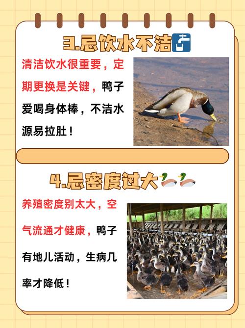 鹅鸭杀新手入门必看!3个最易踩的坑附避坑教程-2 鹅鸭杀新手入门必看!3个最易踩的坑附避坑教程-2